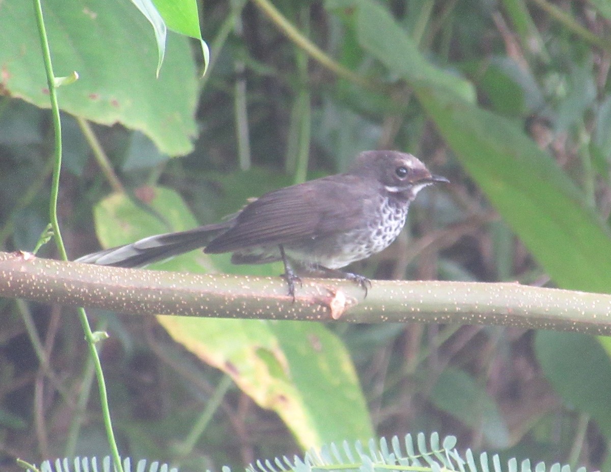 Pohnpei Fantail - ML612396427
