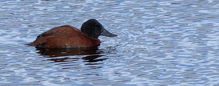 Andean Duck - ML612396433