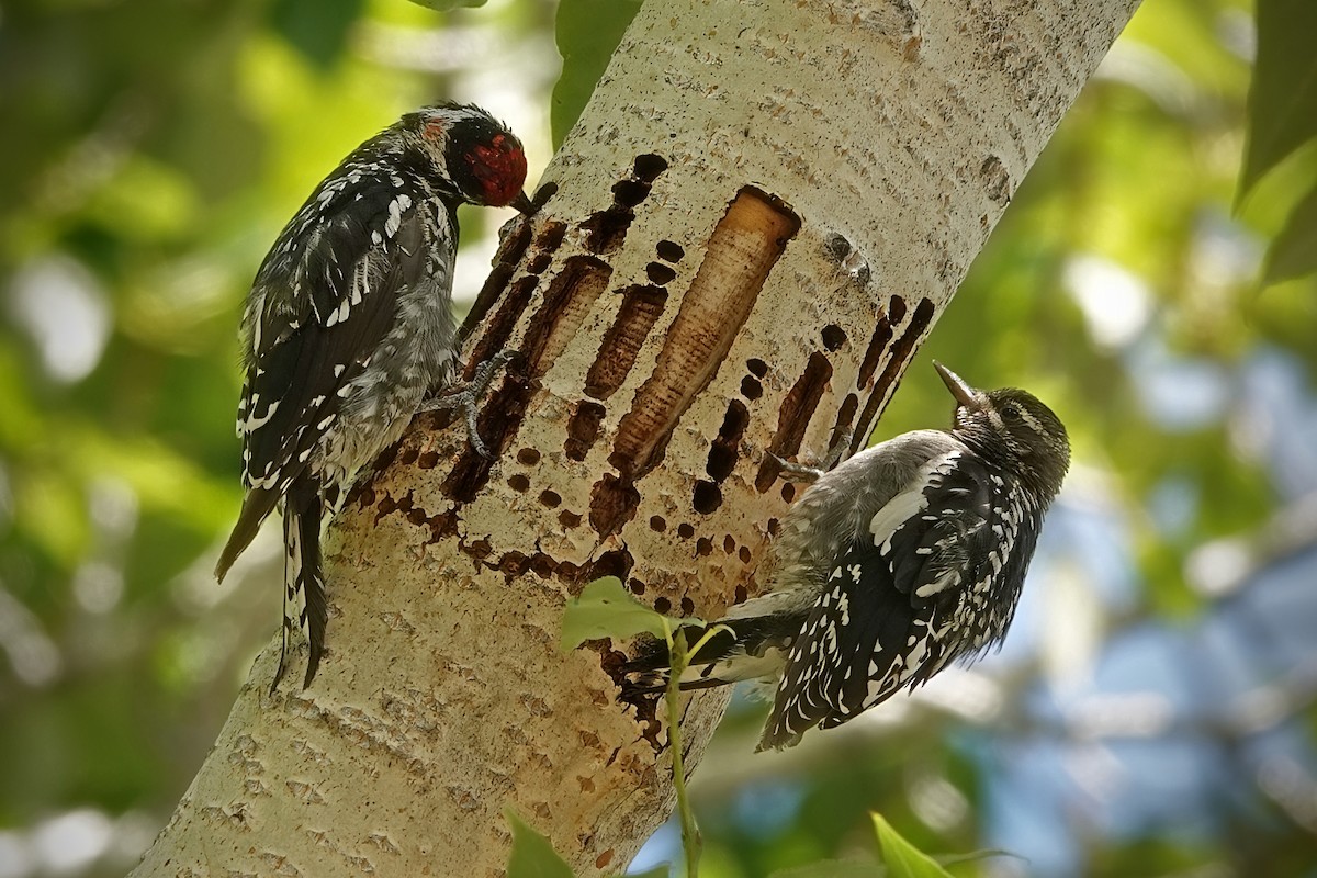 Red-naped Sapsucker - ML612396444