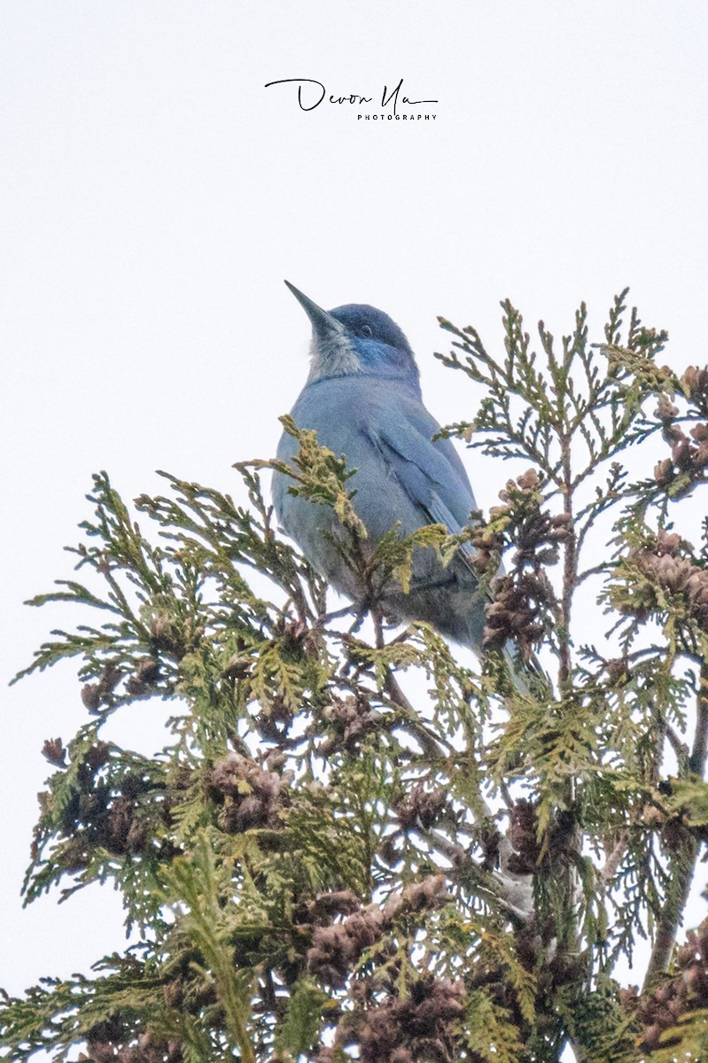 Pinyon Jay - Devon Yu