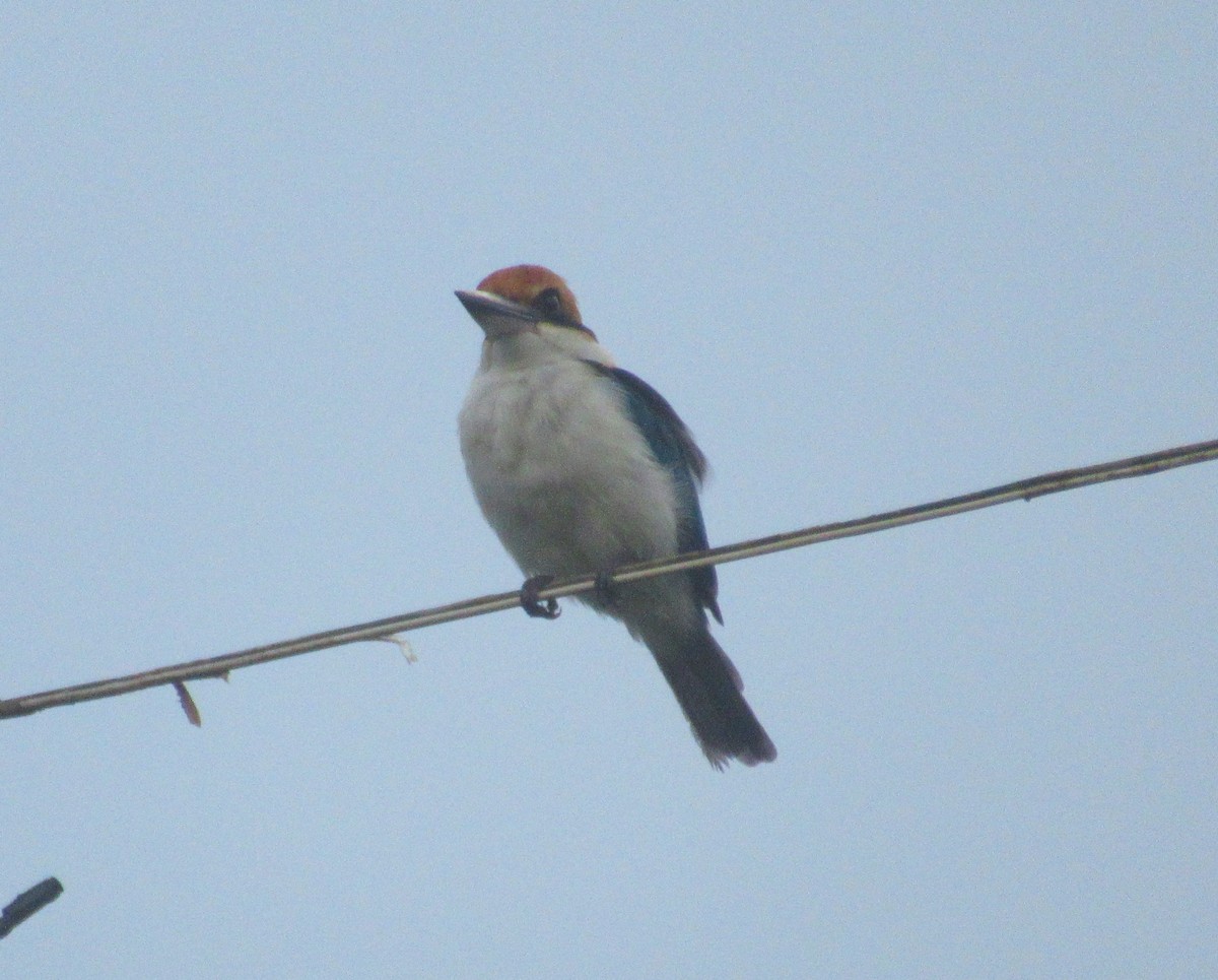 Pohnpei Kingfisher - ML612396617