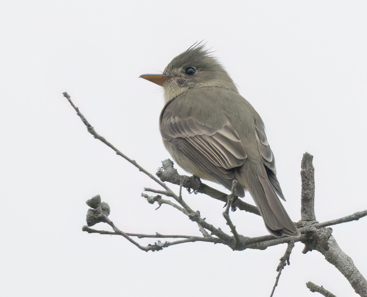 Greater Pewee - ML612396619