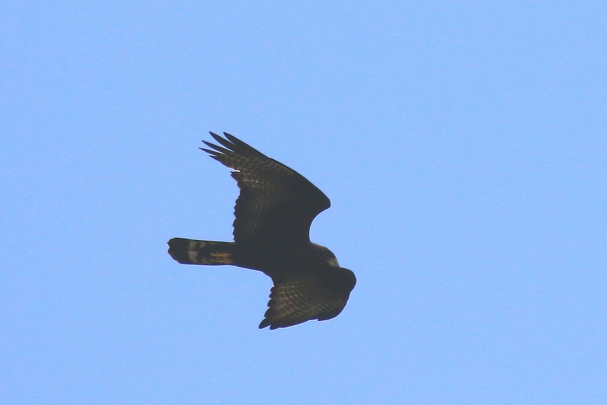 Zone-tailed Hawk - ML612396701