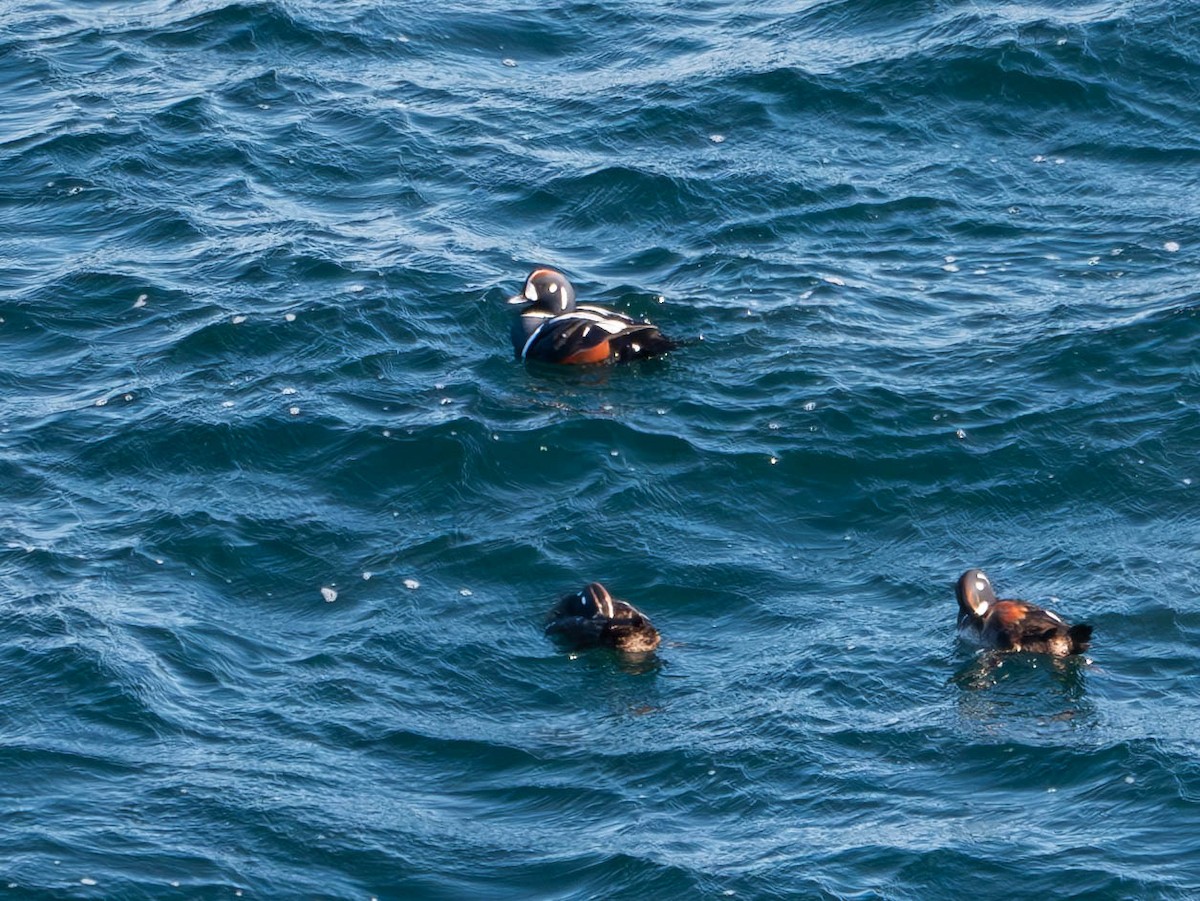 Harlequin Duck - Natalie Barkhouse-Bishop