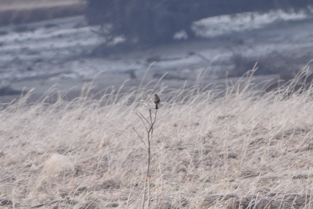 Northern Shrike - Patty Rose