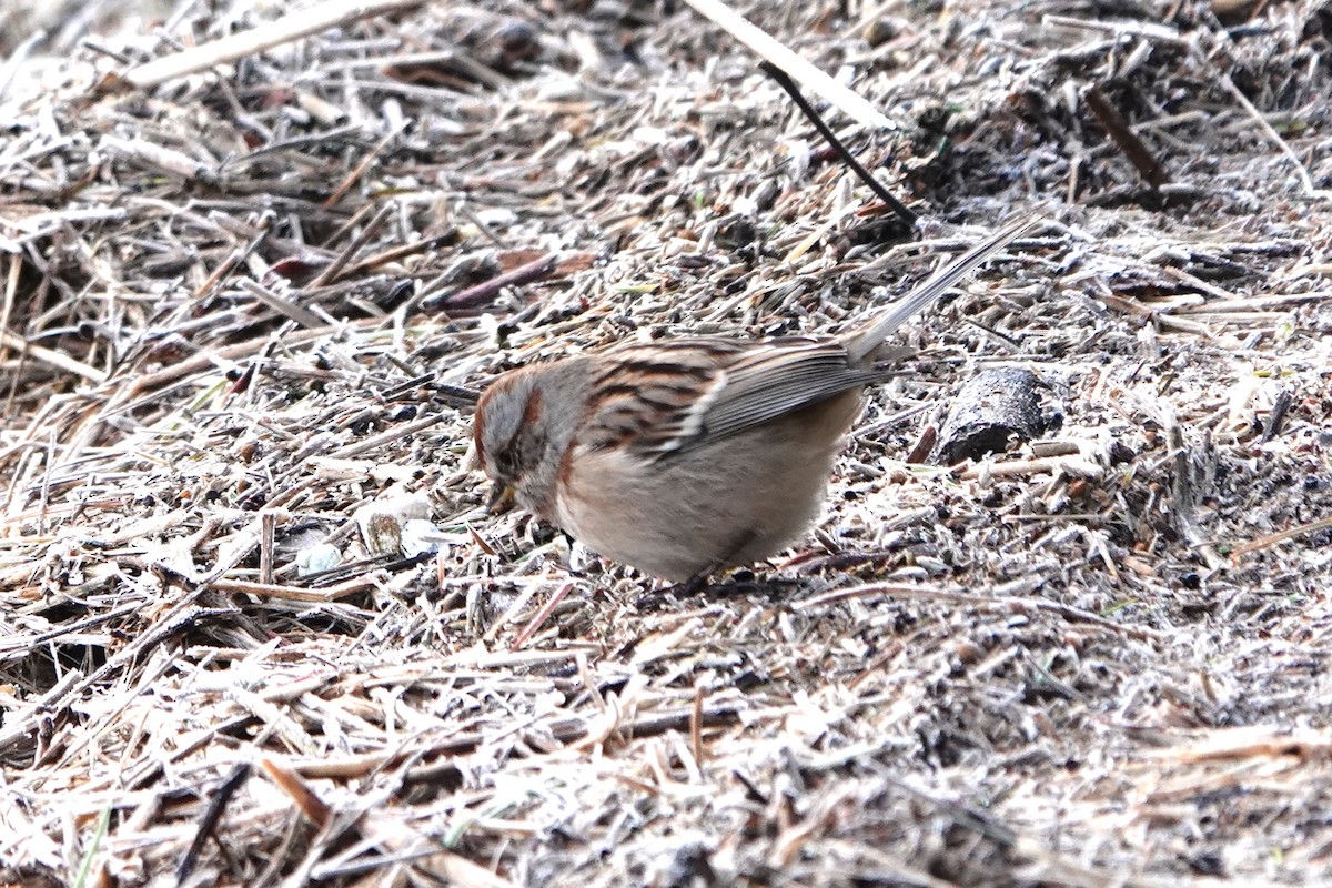 American Tree Sparrow - ML612396794