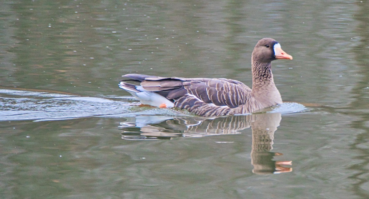 Greater White-fronted Goose - ML612396852