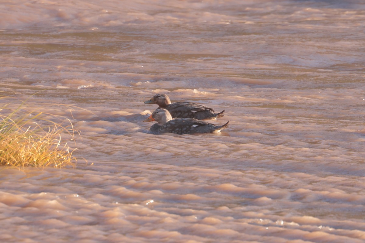 Flying Steamer-Duck - ML612396975