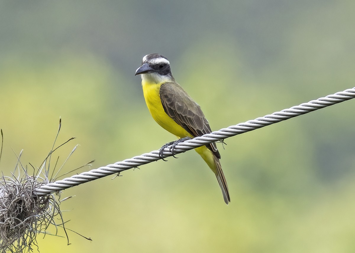 Boat-billed Flycatcher - ML612397003