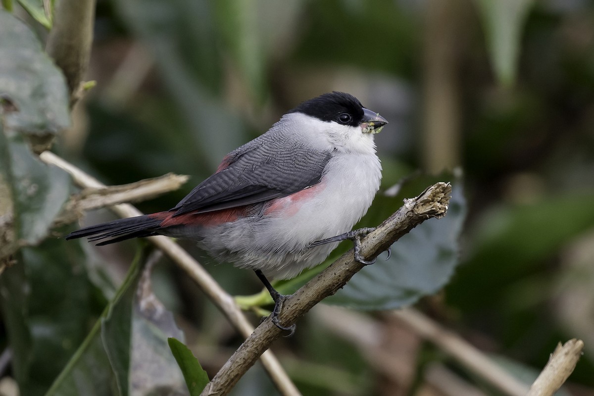 Kandt's Waxbill - ML612397069