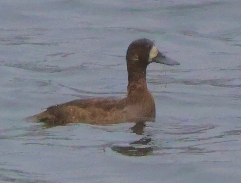 Greater Scaup - ML612397089