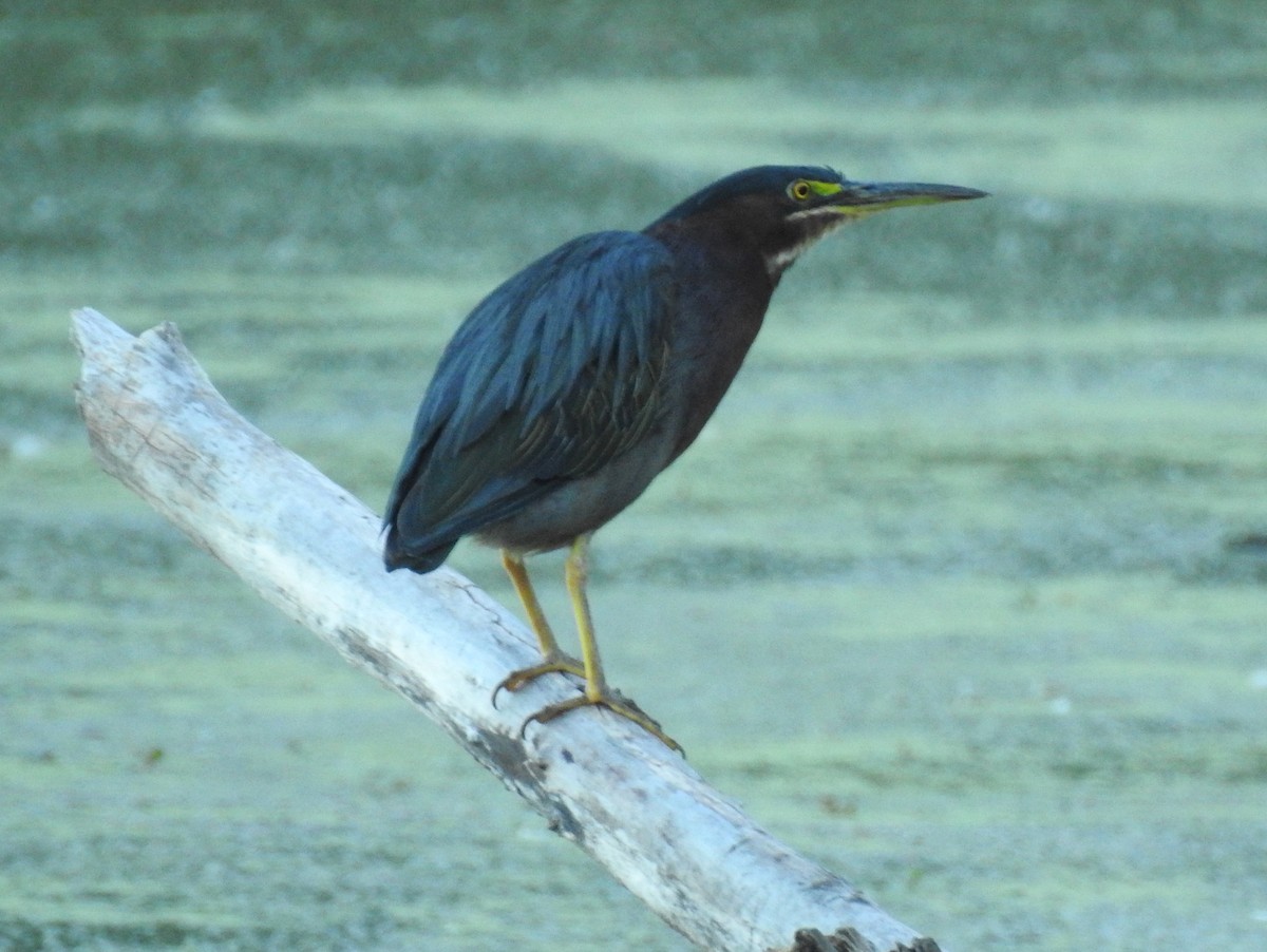 Green Heron - ML612397145