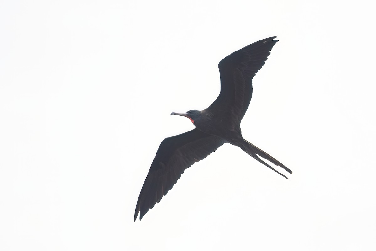 Magnificent Frigatebird - ML612397200