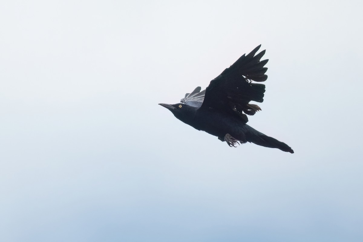 Great-tailed Grackle - ML612397201