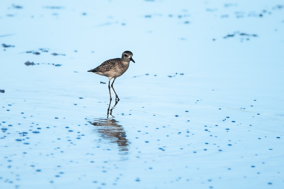 American Golden-Plover - John Ramírez Núñez