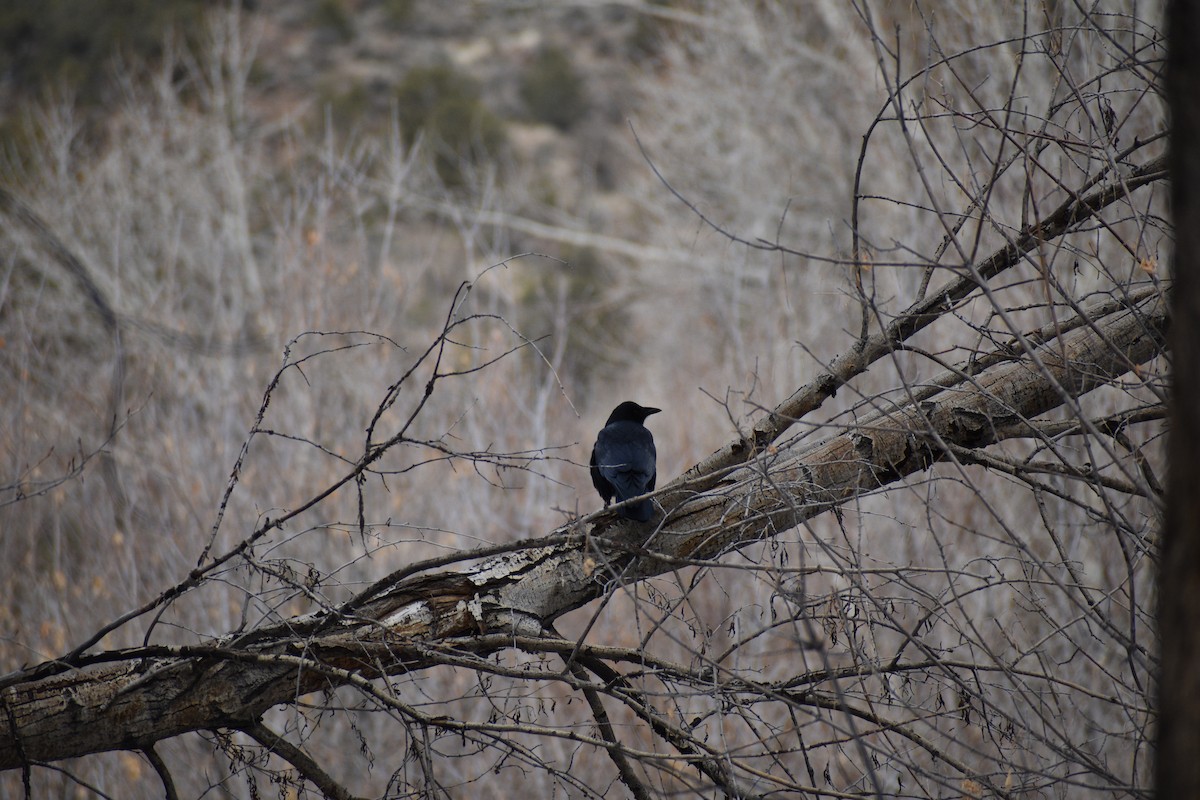 American Crow - Tim Sontag