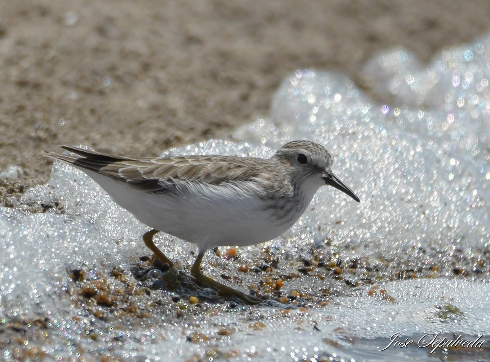 Least Sandpiper - José Sepúlveda