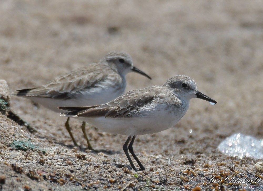 Least Sandpiper - ML612397694