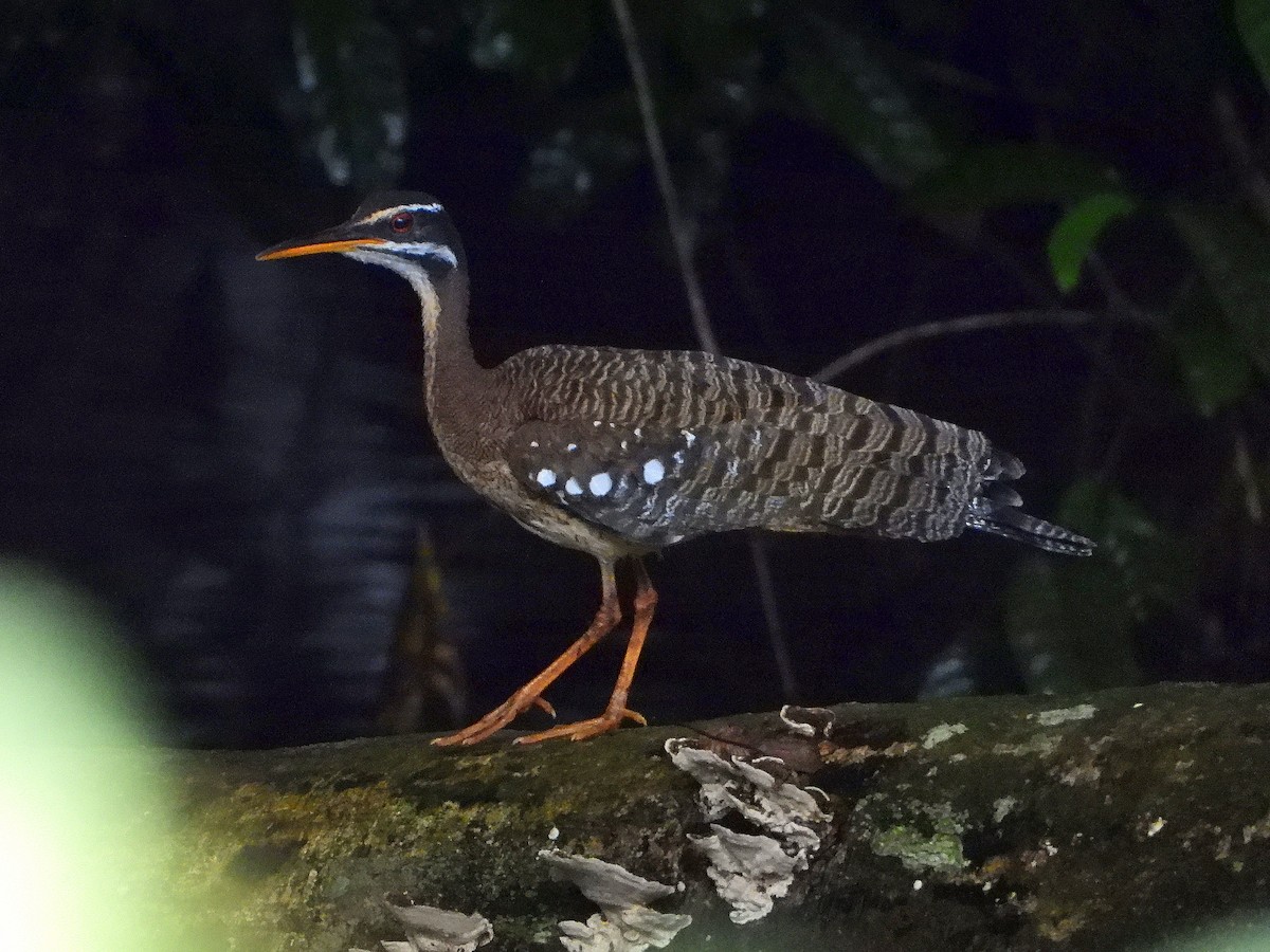 Sunbittern - Glauko Corrêa