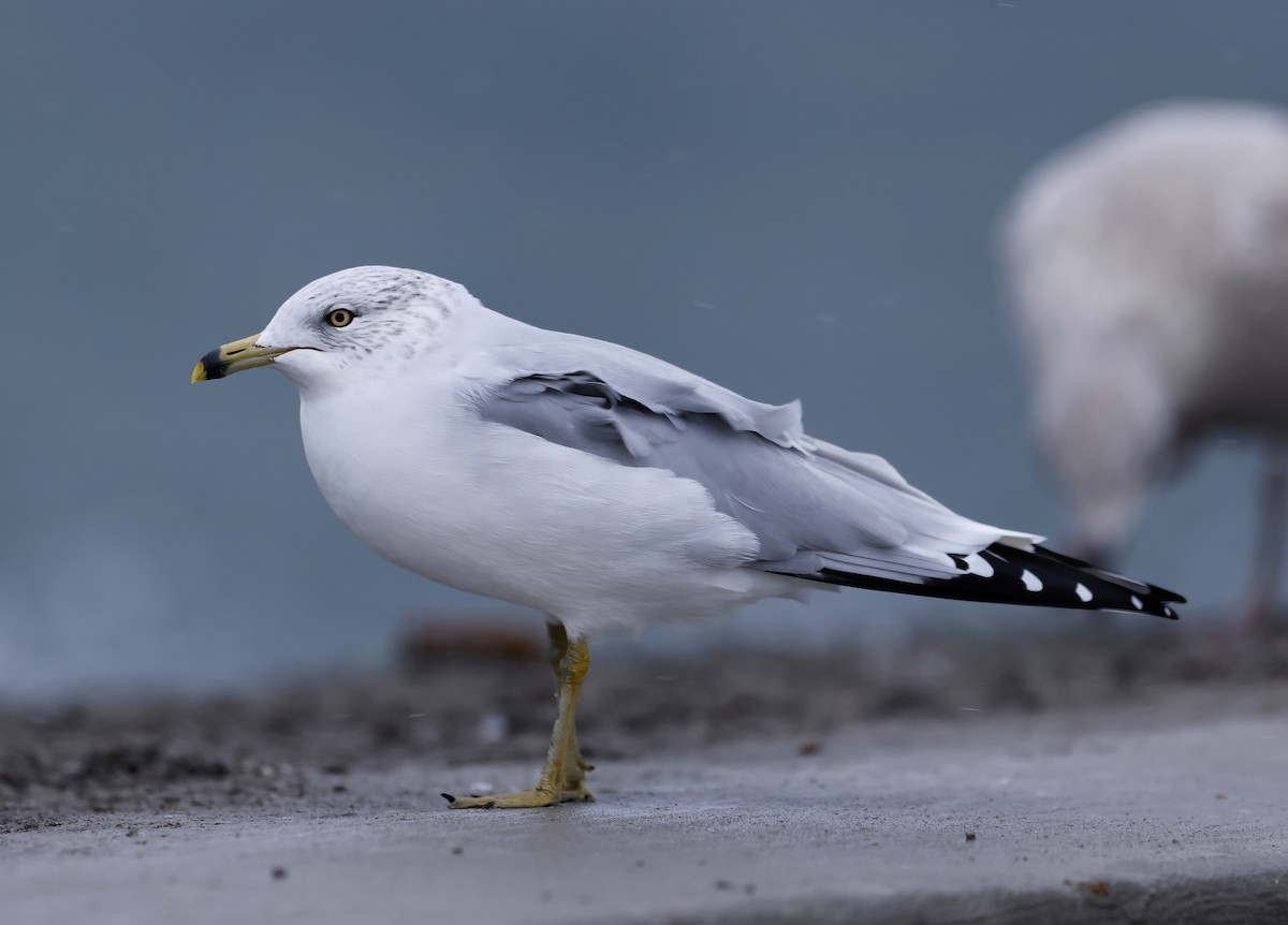 Ring-billed Gull - ML612397767