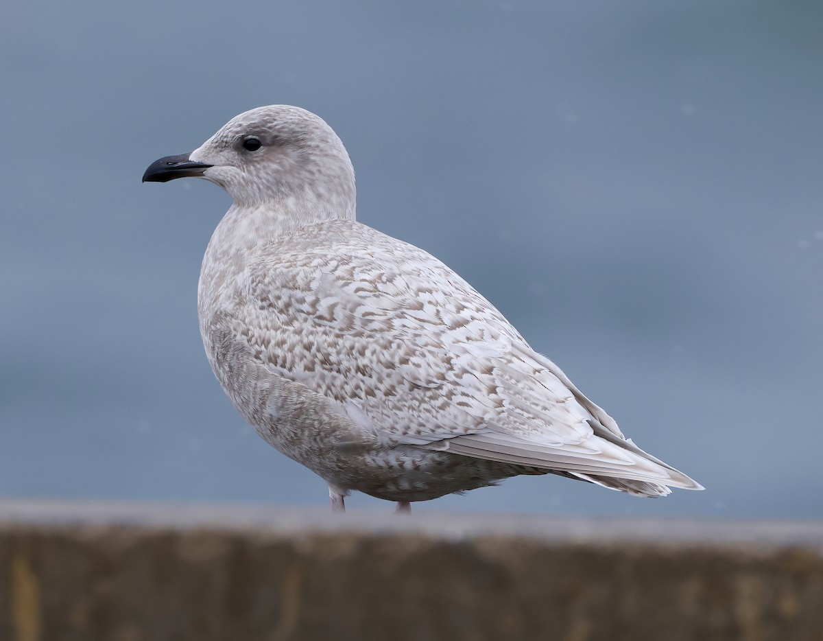 Iceland Gull - Scott Sneed