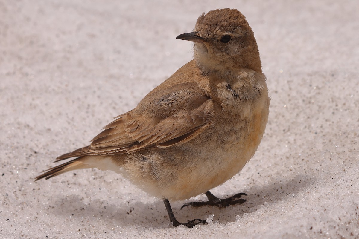 Creamy-rumped Miner - ML612397804