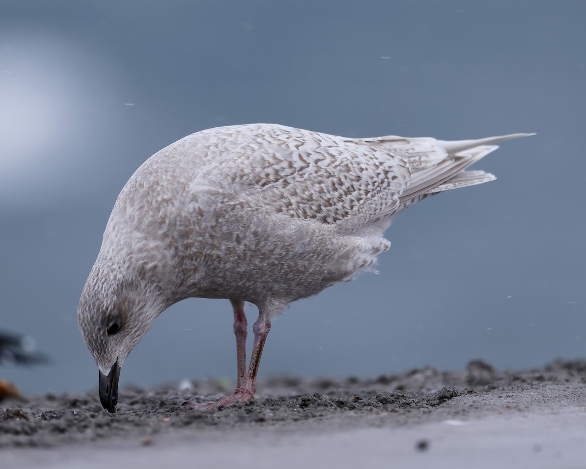 Iceland Gull - Scott Sneed