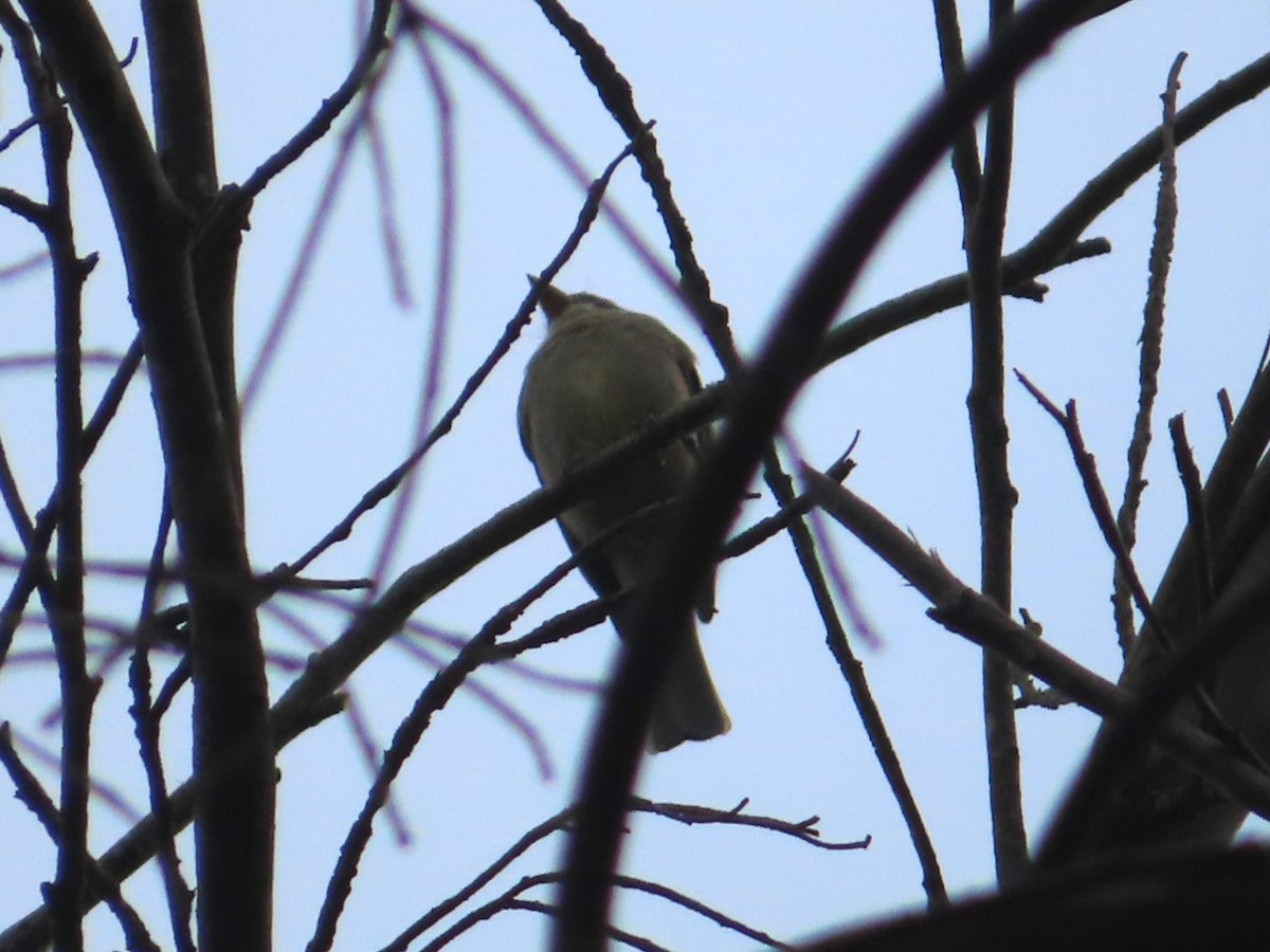 Greater Pewee - ML612397840