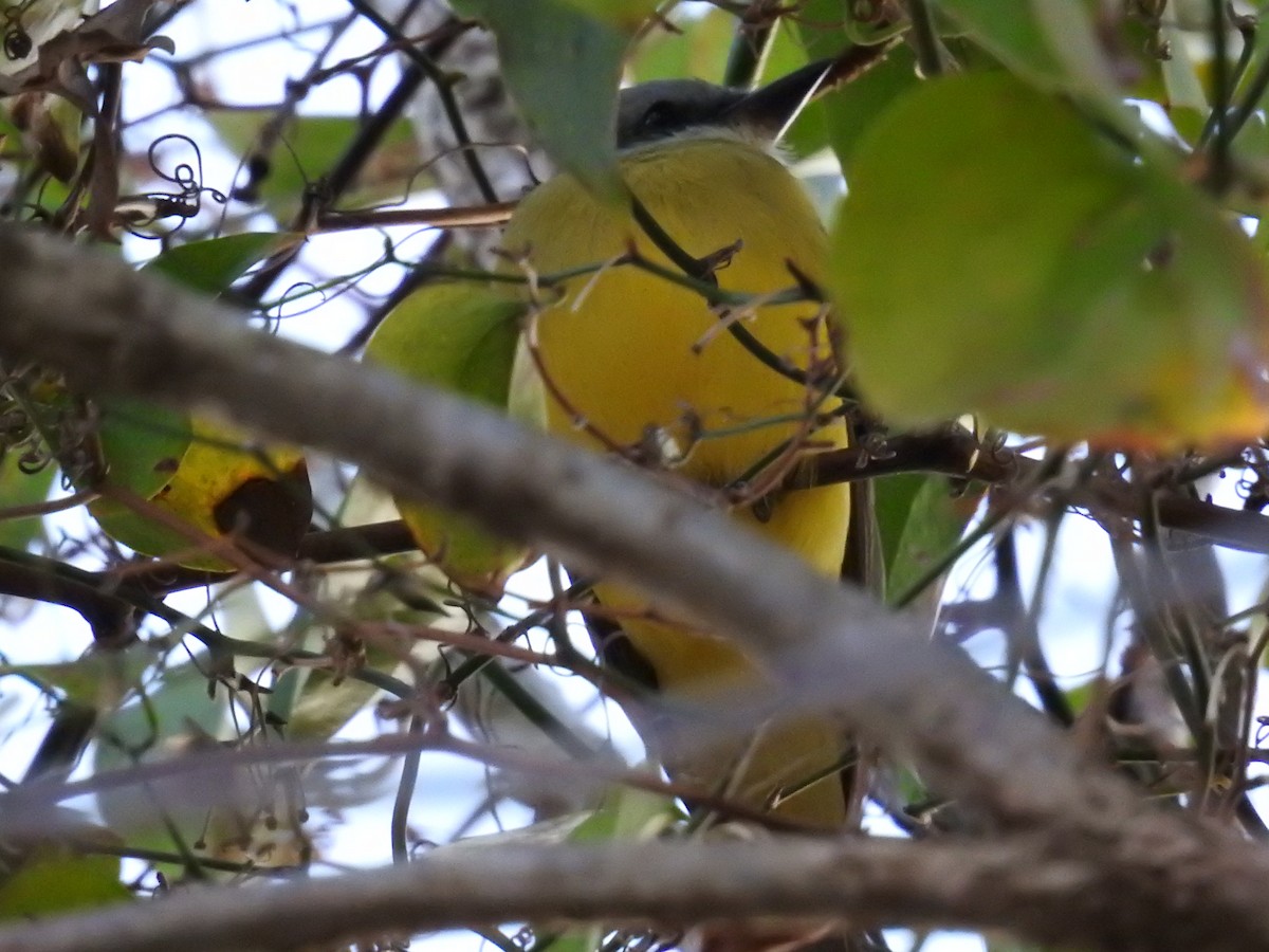 Couch's Kingbird - Sue Murphy