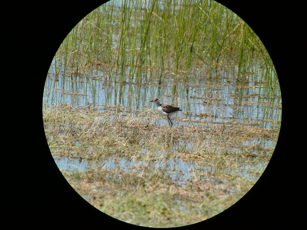 Comb-crested Jacana - Franky O'Connor
