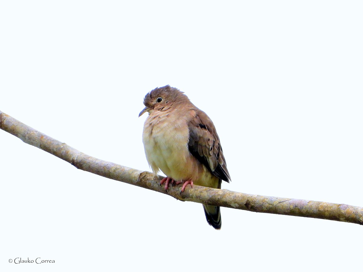 Plain-breasted Ground Dove - ML612398060