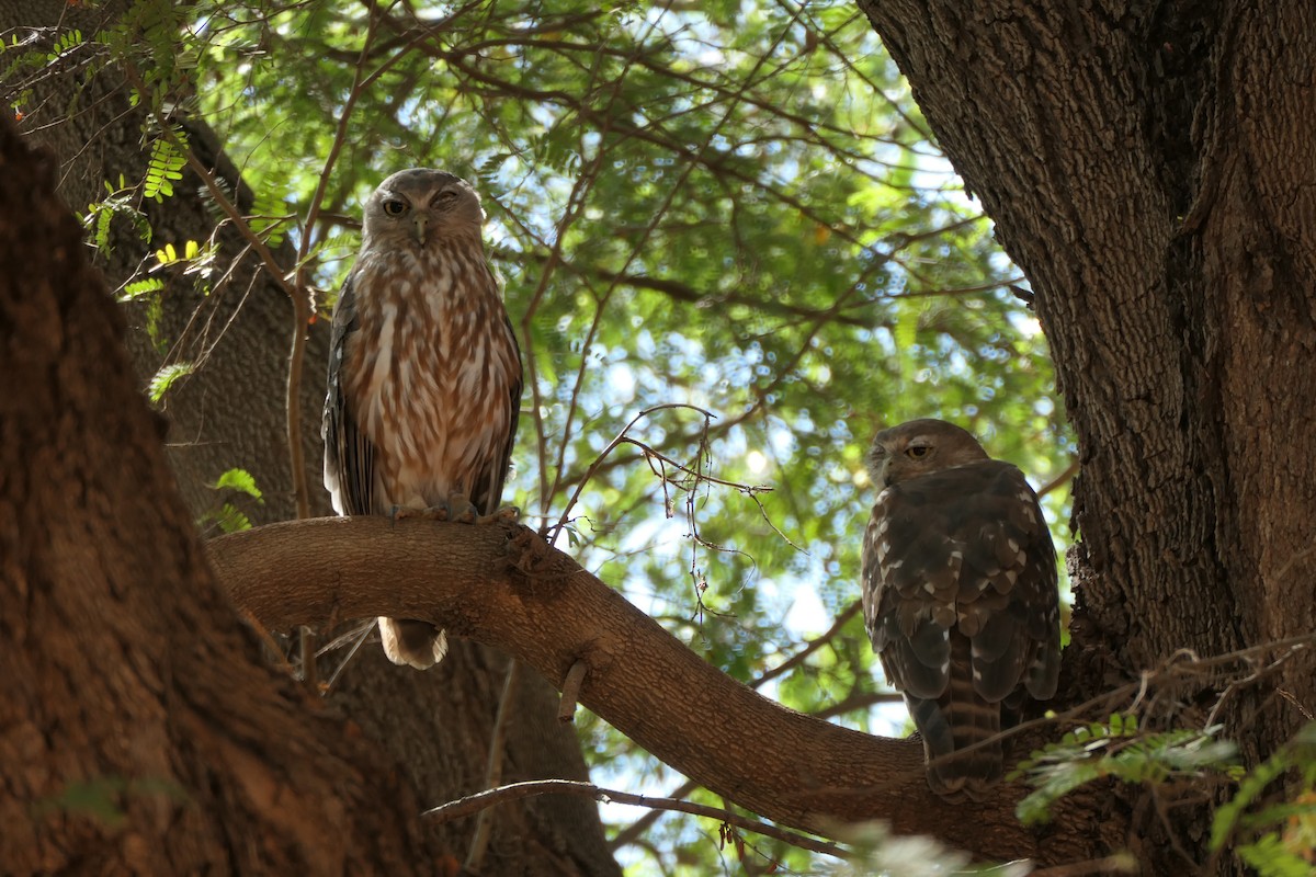 Barking Owl - ML612398138