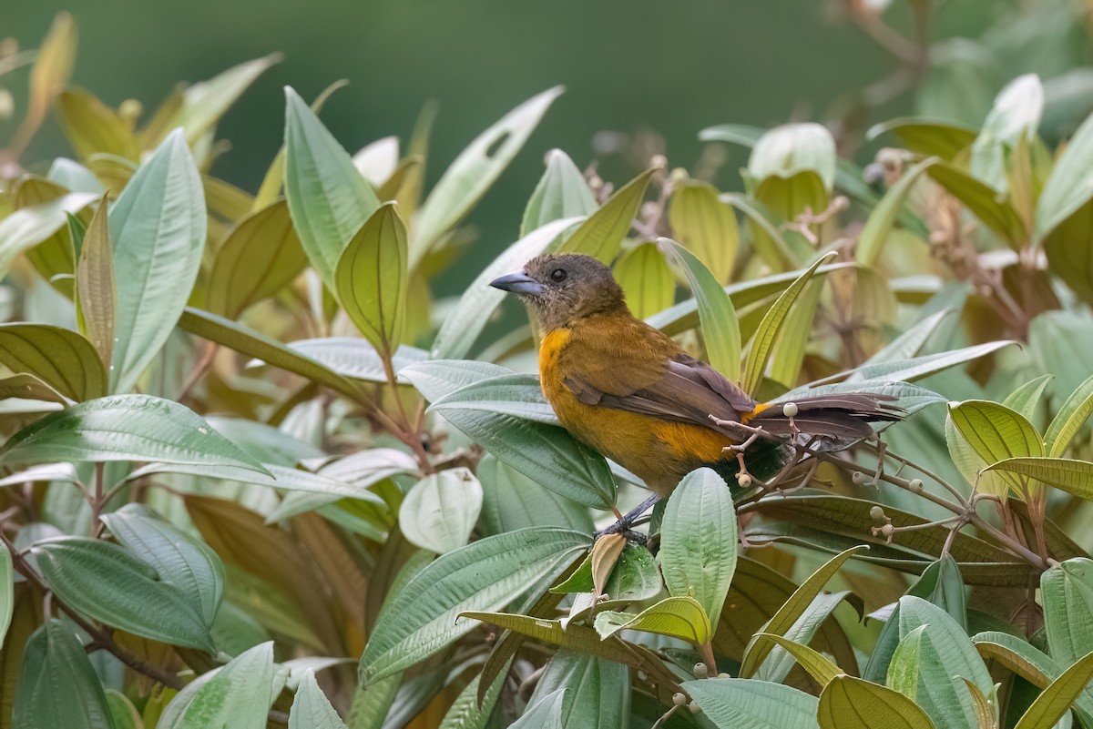 Scarlet-rumped Tanager - ML612398227