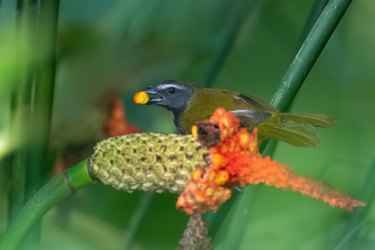 Buff-throated Saltator - ML612398234