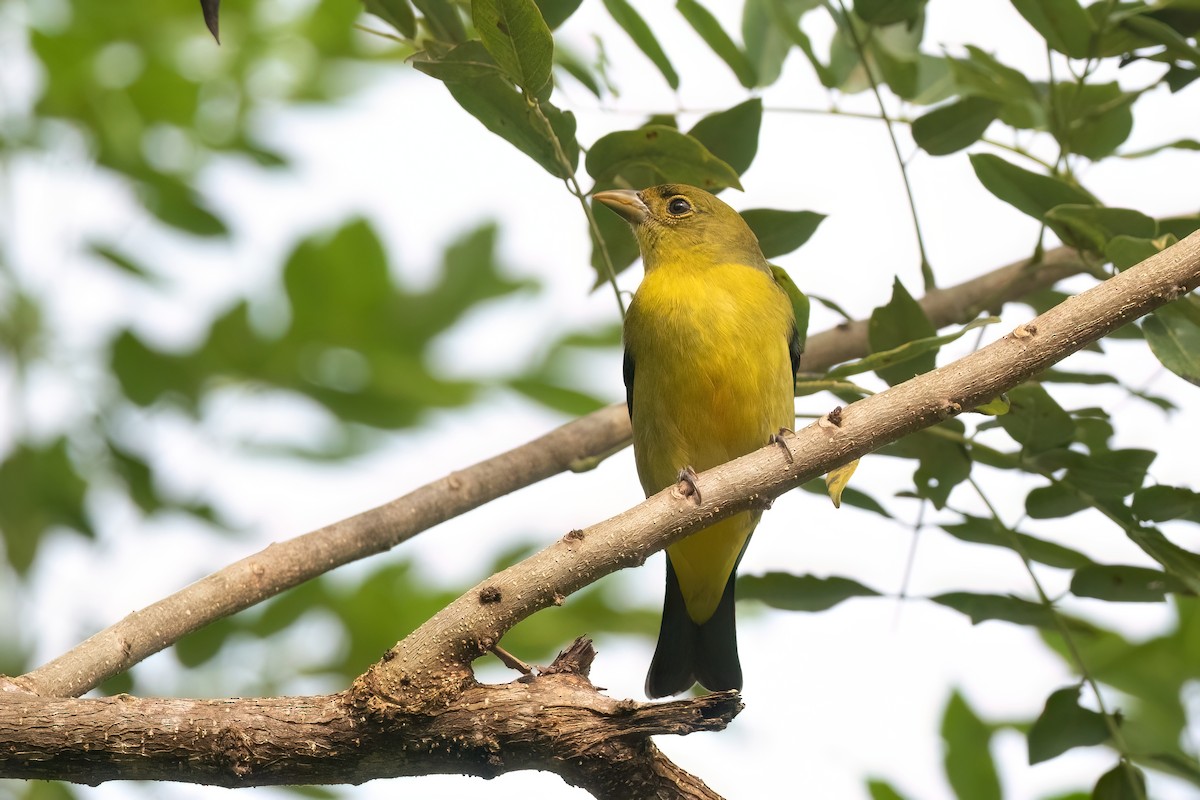 Scarlet Tanager - ML612398242