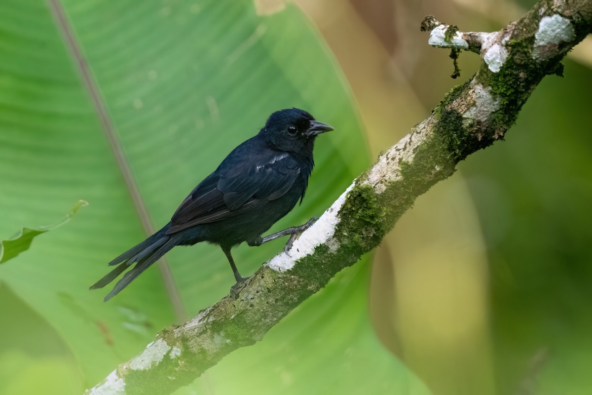 White-lined Tanager - ML612398251