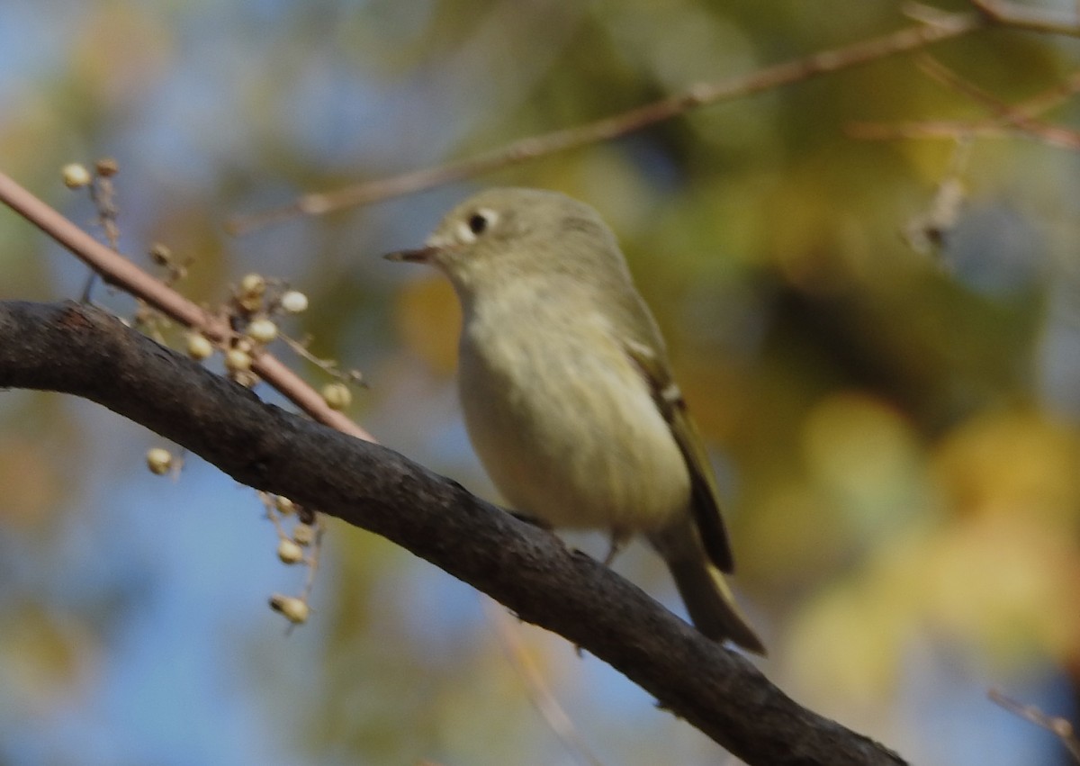 Ruby-crowned Kinglet - ML612398284