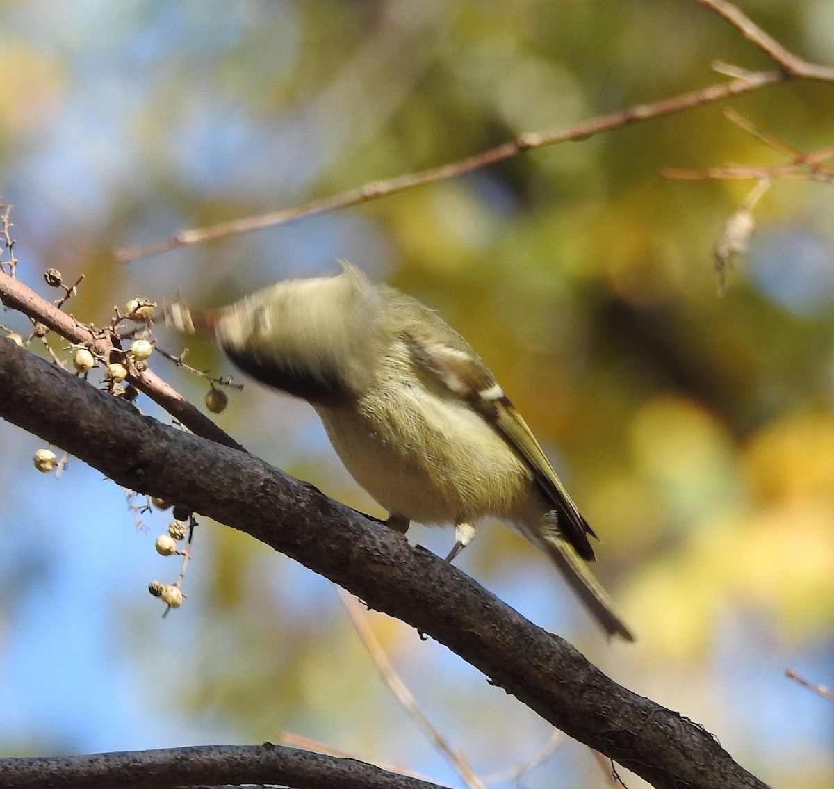 Ruby-crowned Kinglet - ML612398290