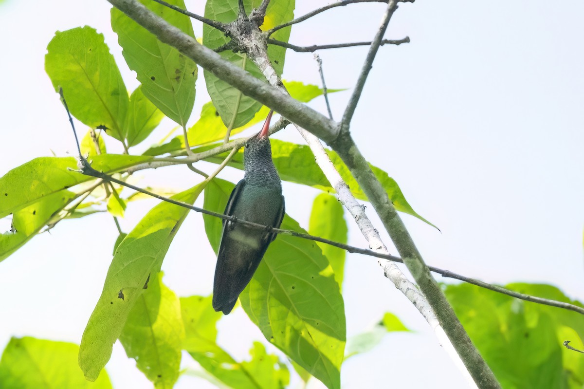 Rufous-tailed Hummingbird - ML612398335