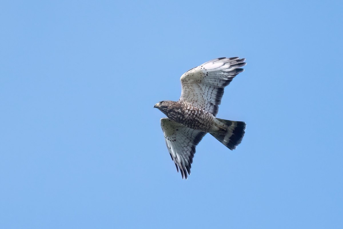 Broad-winged Hawk - Adam Jackson