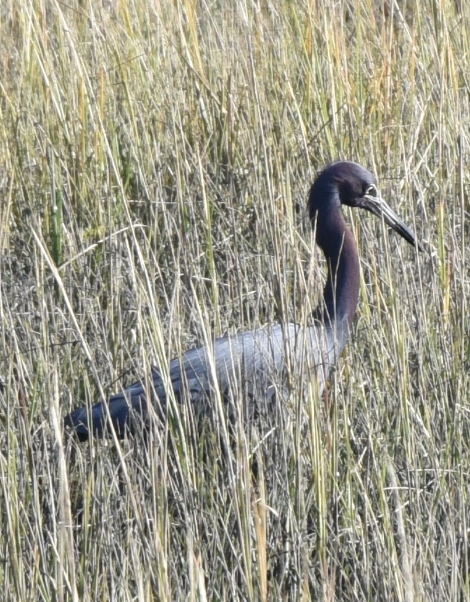 Little Blue Heron - ML612398350