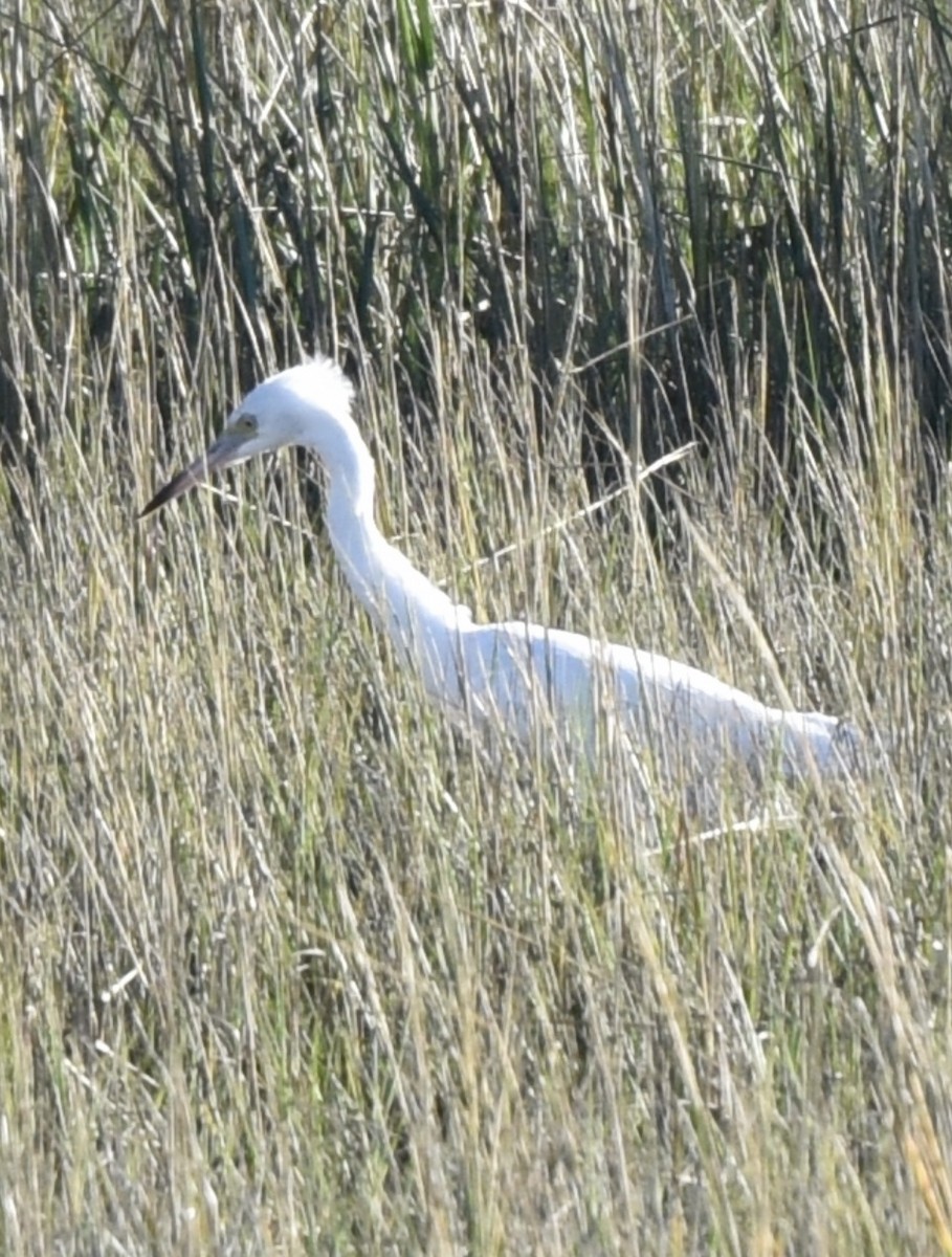 Little Blue Heron - ML612398351