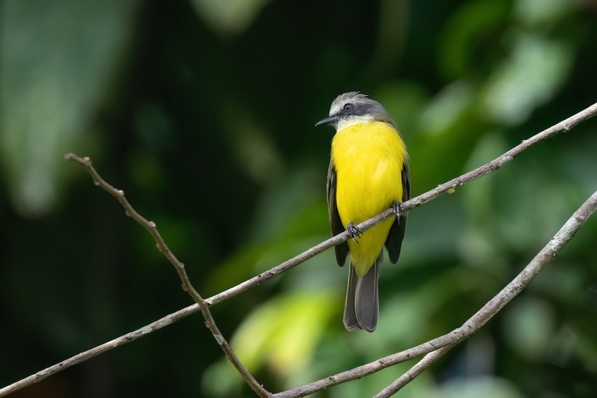 Gray-capped Flycatcher - ML612398352