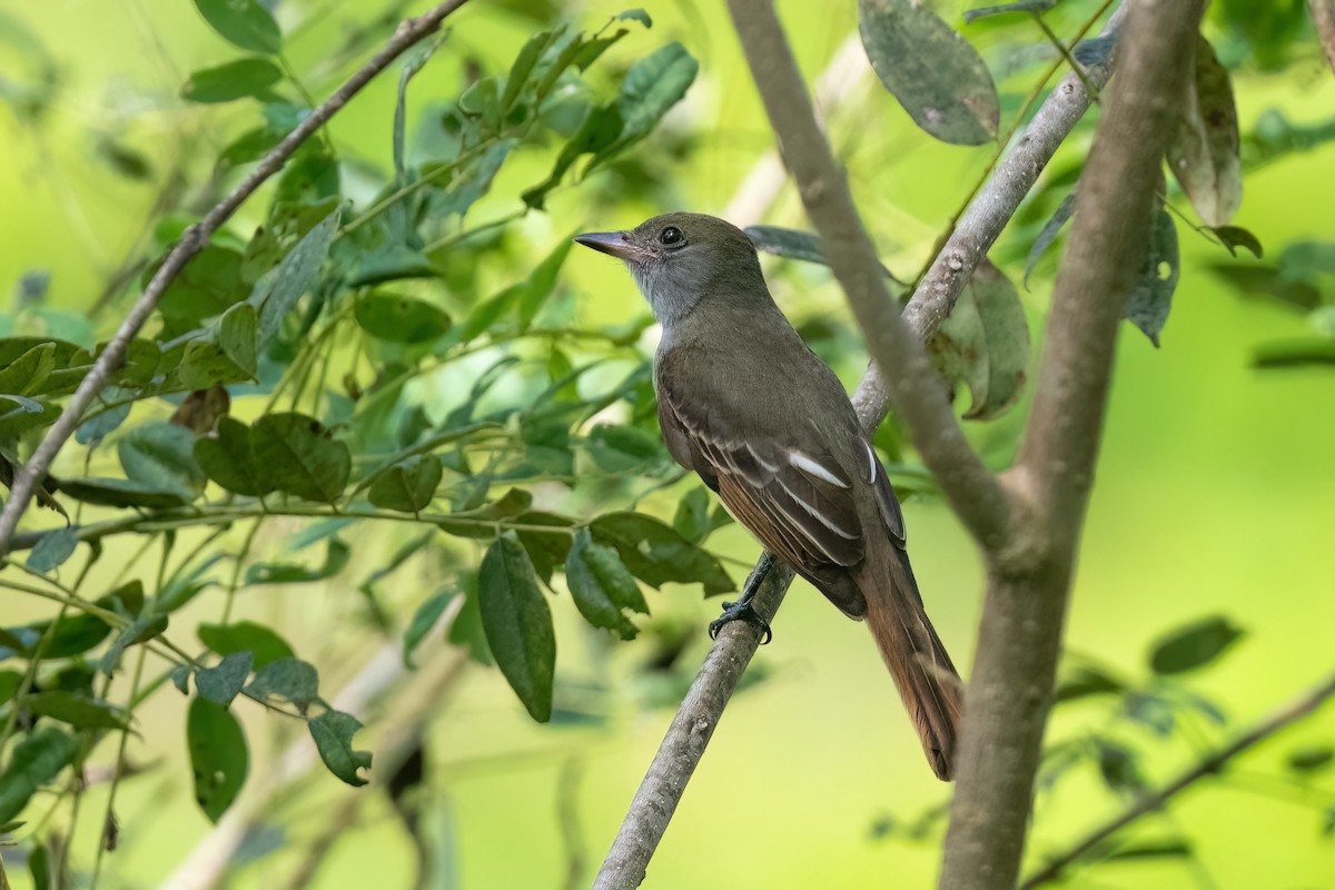 Dusky-capped Flycatcher - ML612398358