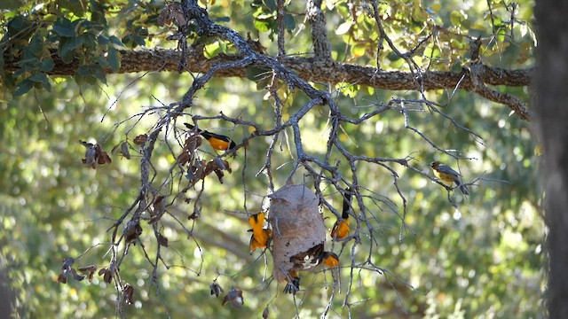 Black-vented Oriole - ML612398370