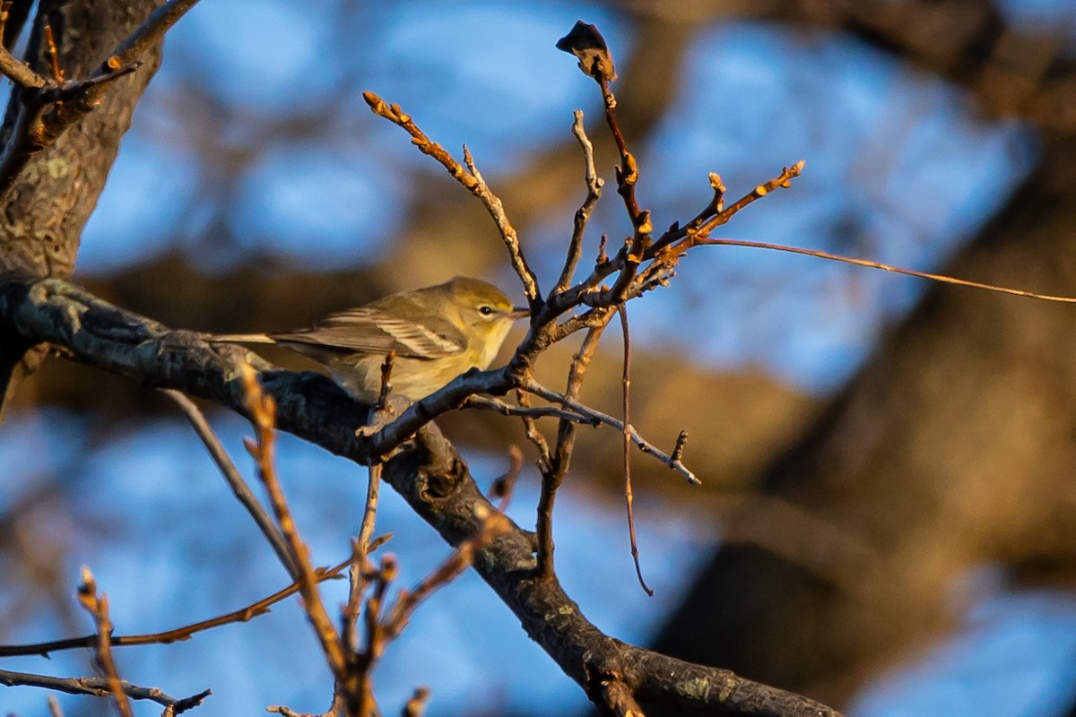 Pine Warbler - ML612398371