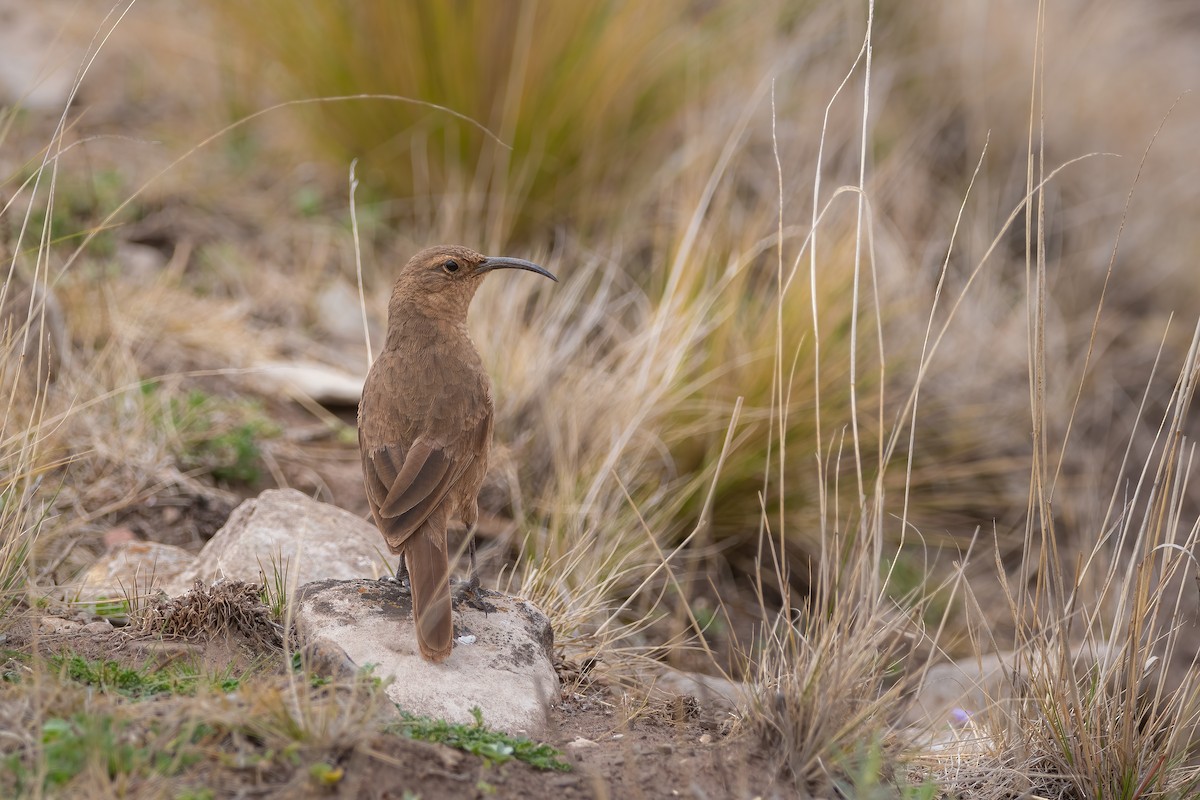 Buff-breasted Earthcreeper - ML612398410