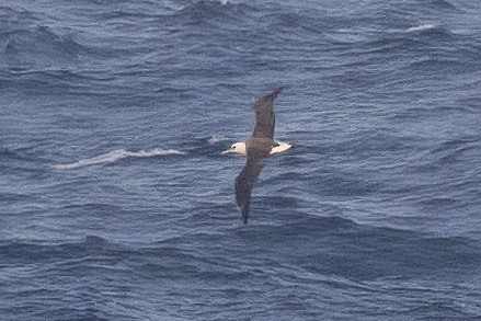 albatros laysanský - ML612398433