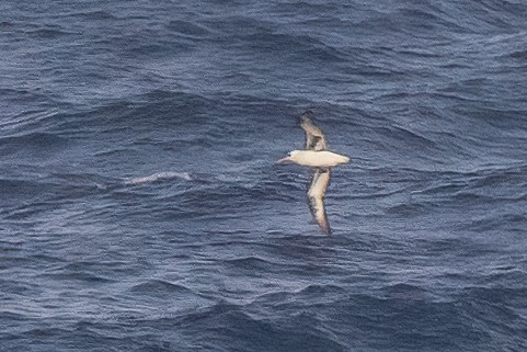 Laysan Albatrosu - ML612398434