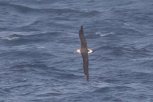 Laysan Albatrosu - ML612398435